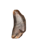 Nanotyrannus Tooth