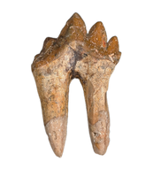 Basilosaurus Tooth