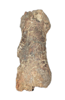 Triceratops Metatarsal