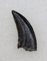 Saurornitholestes (Raptor) Tooth, Judith River Formation
