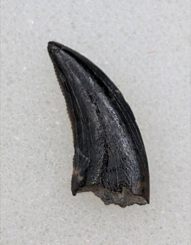 Saurornitholestes (Raptor) Tooth, Judith River Formation
