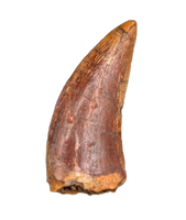 Deltadromeus(?) Tooth, Kem Kem, Morocco