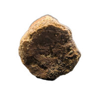 Pachycephalosaurus Vertebra