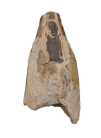 Pervushovisaurus (Ichthyosaur)Tooth. Early Cretaceous Period, England.