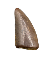 Raptor (Dromaeosaur) Itemirus? Tooth, Bissekty Formation, Uzbekistan