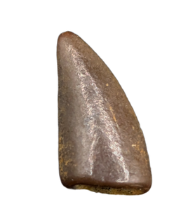 Raptor (Dromaeosaur) Itemirus? Tooth, Bissekty Formation, Uzbekistan