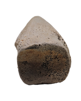 Basilemys variolosa (Turtle) Claw, Hell Creek Formation