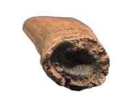 Tyrannosaur Tooth, Judith River Formation