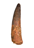 Huge Spinosaurus Tooth