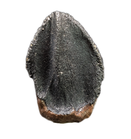 Large Unworn Triceratops Tooth