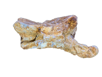 Spinosaurus Cervical (Neck) Vertebrae