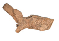 Triceratops Vertebra