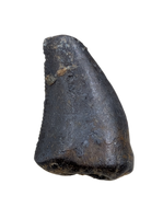 Raptor Tooth from the Hell Creek Formation