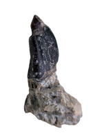 Turiasauria (Sauropod) Tooth, El Mers Formation