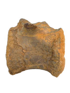 Spinosaurus Tail Vertebra