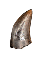 Nanotyrannus Tooth