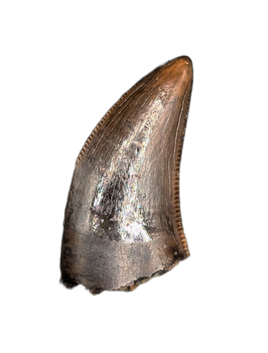 Nanotyrannus Tooth