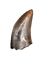 Nanotyrannus Tooth