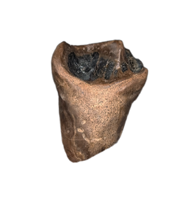 Leptoceratops Tooth from the Hell Creek Formation of