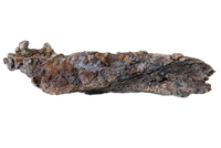 Triceratops Jaw