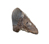 Large Unworn Triceratops Tooth