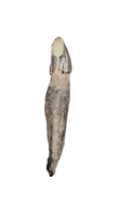 Platanistidae? (River Dolphin) Tooth, Calvert Formation, 15-27 Million Years Old