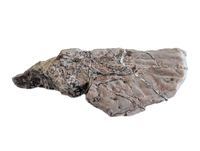 Phytosaur Armor Scute, Chinle Formation