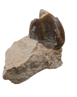 Titanothere(Megacerops) Tooth
