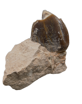 Titanothere(Megacerops) Tooth