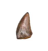 Dromaeosaur (Raptor) Tooth, Aguja Formation, Texas