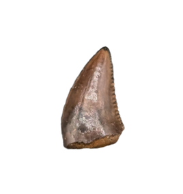 Dromaeosaur (Raptor) Tooth, Aguja Formation, Texas