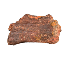 Theropod Tail Vertebra, Kem Kem