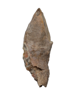 Large Partially Rooted Ouranosaurus Tooth