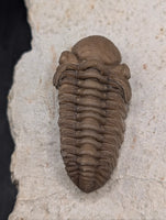 Kainops Trilobite, Oklahoma