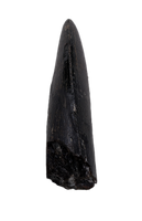Tyrannosaur Tooth, Two Medicine Formation