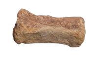 Oryctodromeus? Tail Vertebra, Cloverly Formation