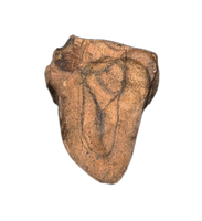 Leptoceratops Tooth from the Hell Creek Formation of