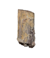 Dimetrodon Sail Spine Section, Permian