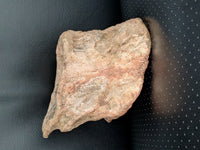 Sauropod (Long Neck) Tail Vertebra, El Mers III Formation