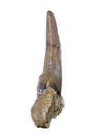 Nanotyrannus Tooth,  Hell Creek Formation