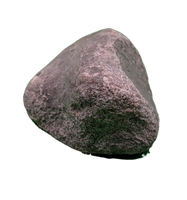 Maiasaura Calcaneus (ankle bone), Two Medicine Formation
