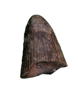 Deinosuchus (Crocodile) Tooth from Texas