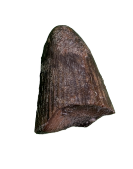 Deinosuchus (Crocodile) Tooth from Texas