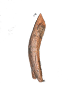 Theropod Rib Section, Hell Creek