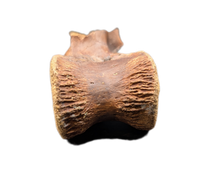 Pachycephalosaurus Vertebrae