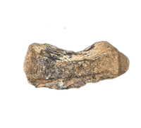 Crocodile Vertebrae, Bridger Formation, Wyoming