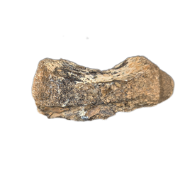 Crocodile Vertebrae, Bridger Formation, Wyoming