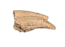 Partial Dromaeosaurid (Troodon?) Hand Claw