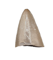 Postosuchus? (Rauisuchid) Tooth, Chinle Formation