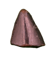 Tyrannosaur Tooth, Judith River Formation